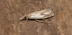 Crambus agitatellus