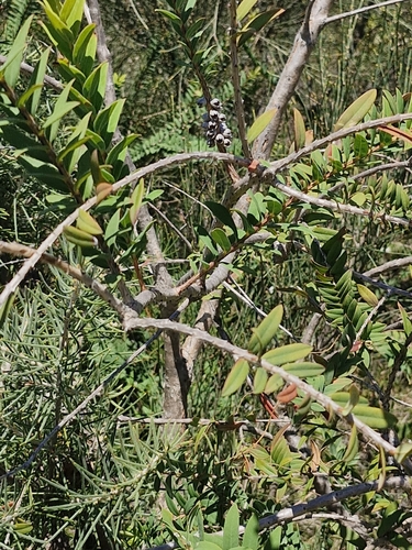 Image of Melaleuca hypericifolia by (c) ronavery, some rights reserved (CC BY)