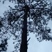 Pinus latteri - Photo (c) David Renoult, alguns direitos reservados (CC BY-NC), uploaded by David Renoult