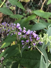 Buddleja