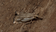Crambus agitatellus