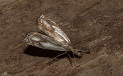 Crambus agitatellus