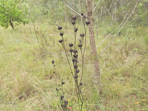 Image of Haemodorum austroqueenslandicum by (c) Scott W. Gavins, some rights reserved (CC BY)