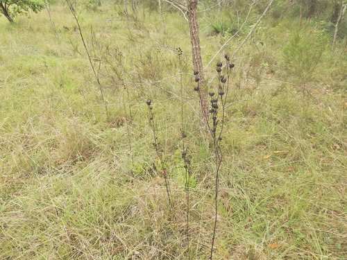 Image of Haemodorum austroqueenslandicum by (c) Scott W. Gavins, some rights reserved (CC BY)
