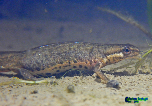 Caucasian Smooth Newt