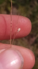 Dichanthelium perlongum