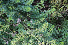 Barleria rotundifolia