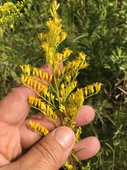 Solidago pinetorum