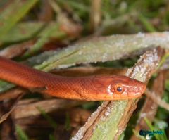 Persian Rat Snake photo 2