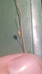 Dichanthelium perlongum