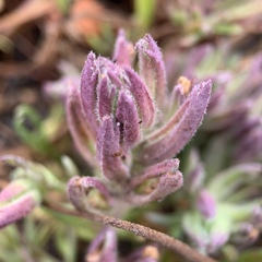 Chloropyron maritimum palustre