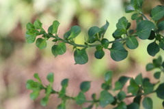 Barleria rotundifolia