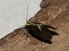 Polix coloradella