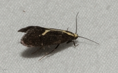 Polix coloradella