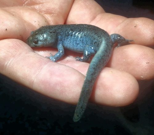 Ambystoma talpoideum