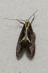 Polix coloradella