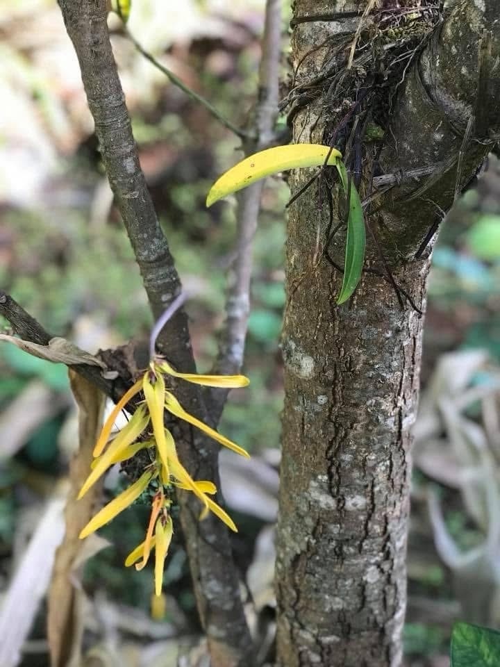 Bulbophyllum kanburiense