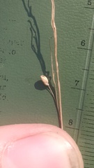 Dichanthelium perlongum