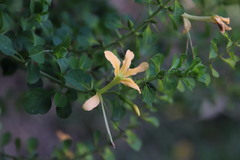 Barleria rotundifolia