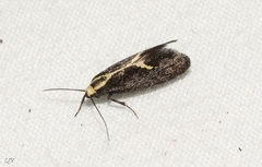 Polix coloradella