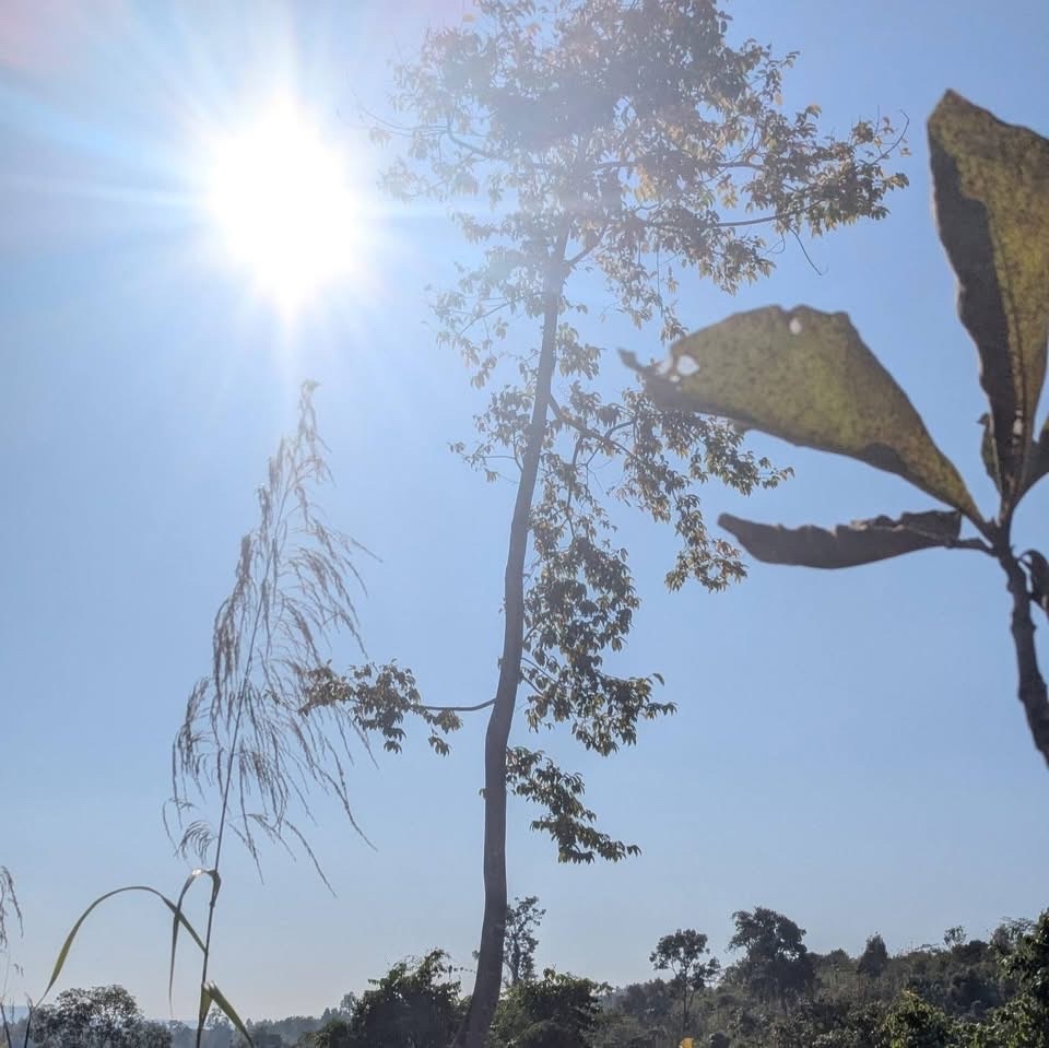 Imagem de Tajá