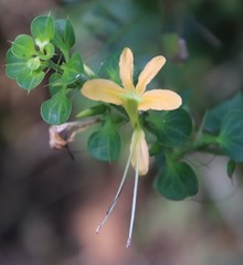 Barleria rotundifolia
