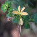 Barleria rotundifolia - Photo (c) Tony Rebelo, some rights reserved (CC BY-SA), uploaded by Tony Rebelo