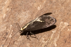Polix coloradella