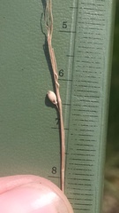 Dichanthelium perlongum