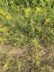 Solidago pinetorum
