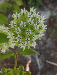 Asclepias curtissii