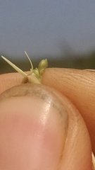 Dichanthelium perlongum
