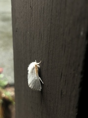 Euproctis chrysorrhoea