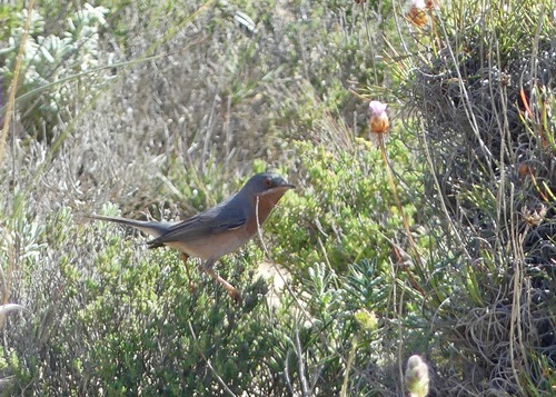 Curruca carrasqueña occidental (Curruca iberiae)