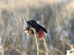 Dasymutilla magnifica