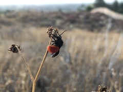 Dasymutilla magnifica