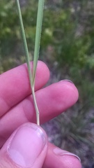 Dichanthelium perlongum