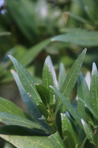 Image of Pavetta lanceolata by (c) Tony Rebelo, some rights reserved (CC BY-SA)