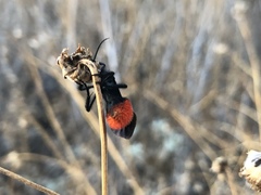 Dasymutilla magnifica