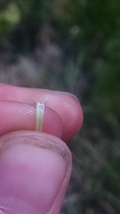 Dichanthelium perlongum