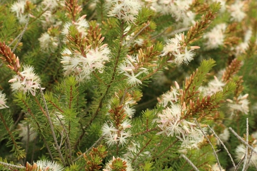 Calytrix hirta, photograph 5