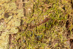 Ploiaria antipodum