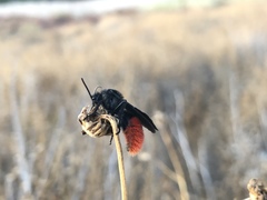 Dasymutilla magnifica