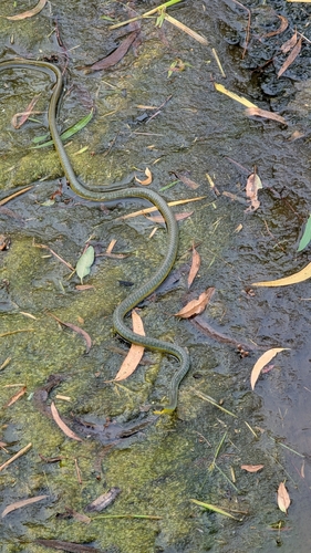Common Tree Snake sighting
