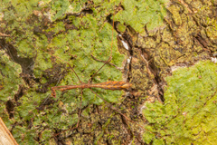Ploiaria antipodum