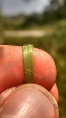 Dichanthelium perlongum