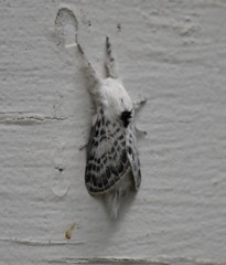 Apotolype brevicrista