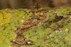 Ploiaria antipodum