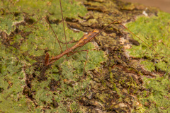 Ploiaria antipodum
