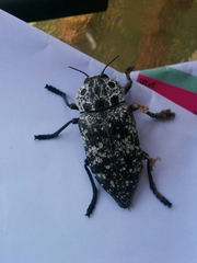 Capnodis cariosa
